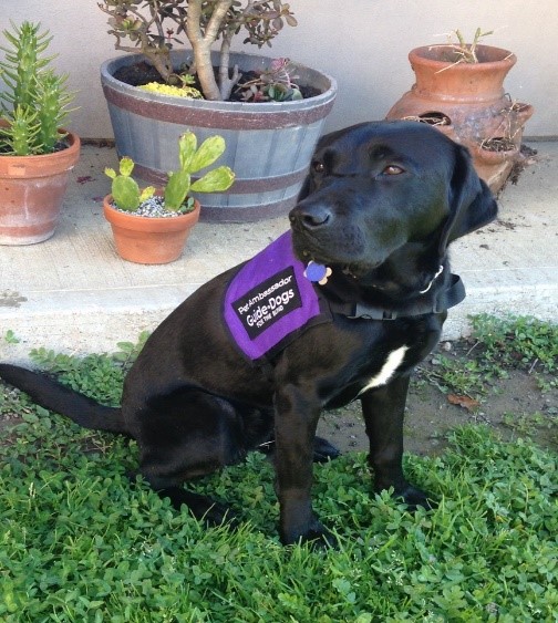 Black lab Banks sitting on the grass looking away from the camera, wearing a purple vest.