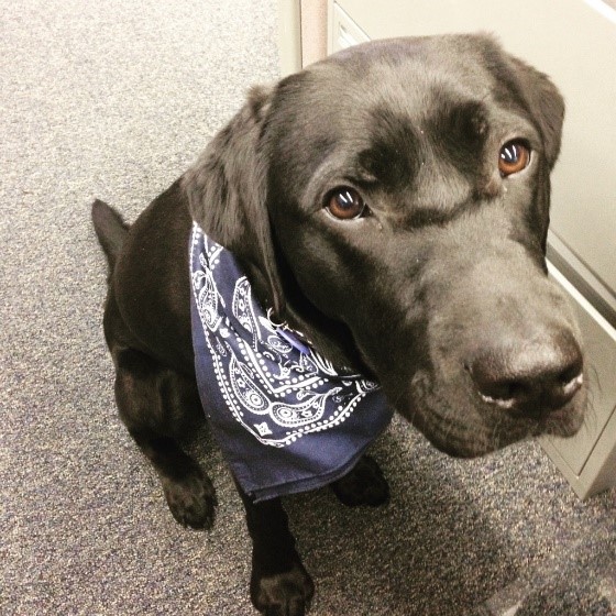 Black lab Banks wearing a blue bandanna around his neck.