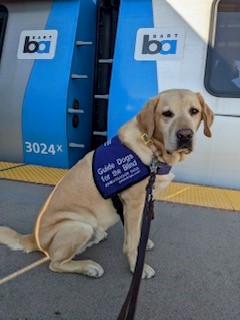 A dog on leash sitting