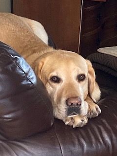 A dog lying on a couch