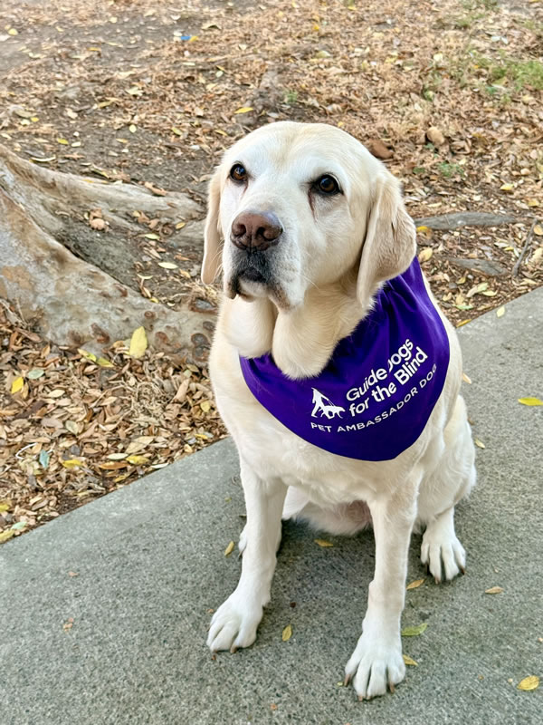 Summer - CSB Ambassador Dog